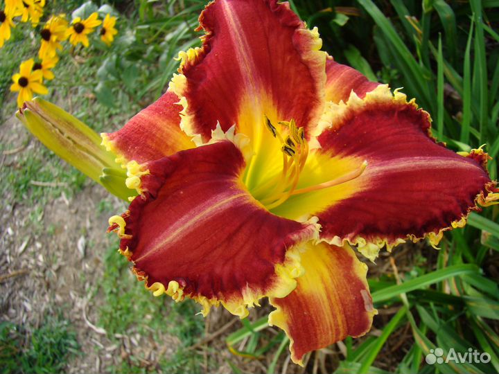 Лилейники сортовые