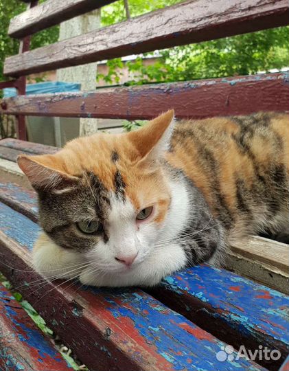 Трехцветная кошечка