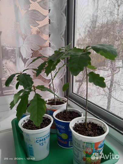 Дуб. Рассада
