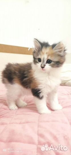 Кошка