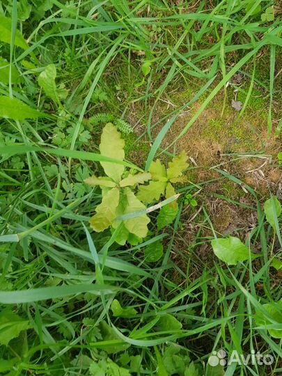 Дуб маленький