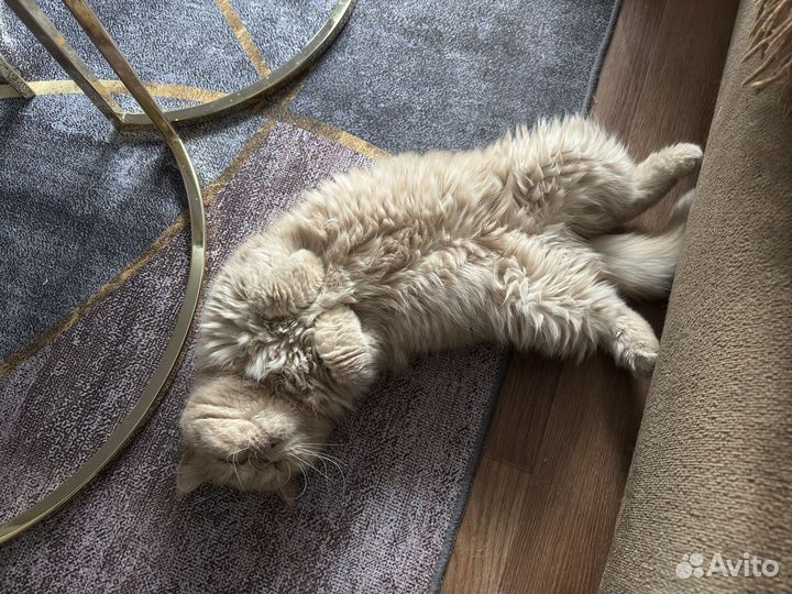 Отдам в добрые руки кошку