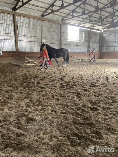 Постой лошадей