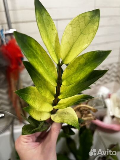 Замиокулькас Блек изумрудный и Акебоно