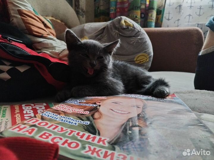 Котёнок в добрые руки