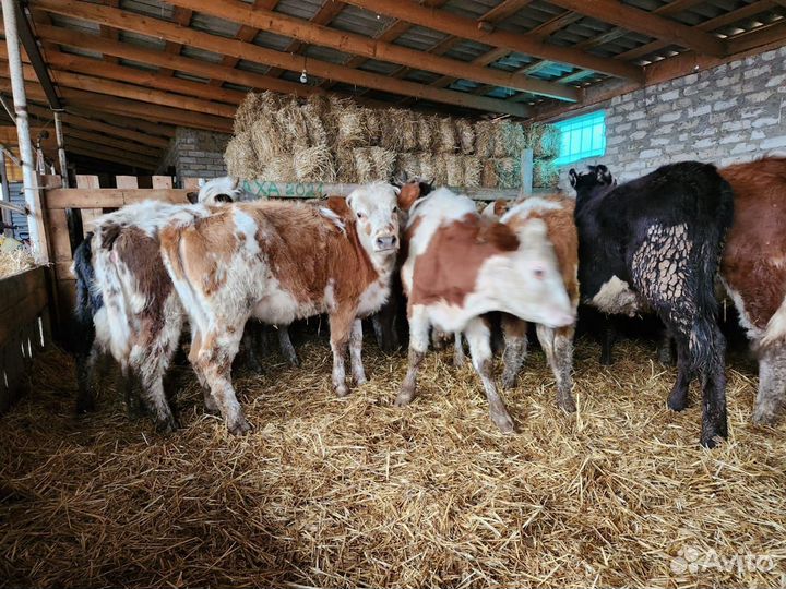 Продаю бычков