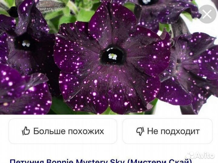 Вегетативная петуния