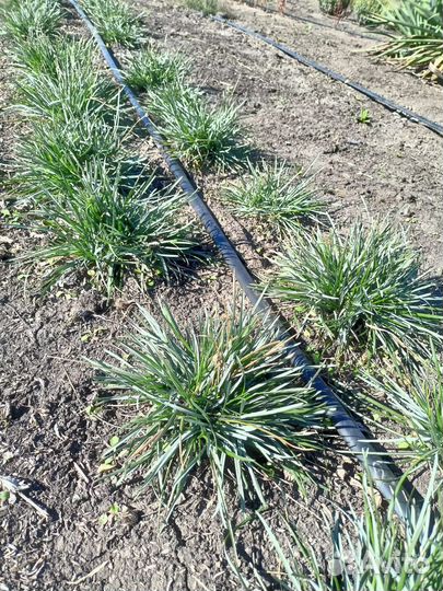 Злаки, малиния, сеслерия, овсянница сизая, ковыль