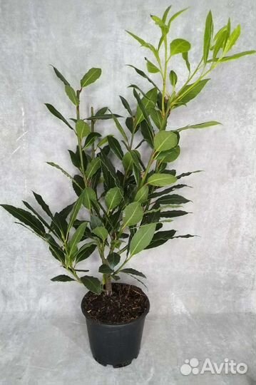 Лавровое дерево, лавр