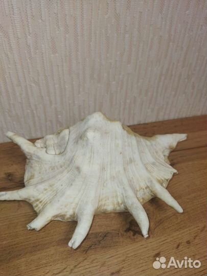 Ракушка сувенир с Красного моря