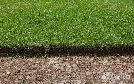 Рулонный газон