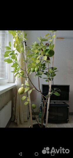 Лимонное дерево с плодами