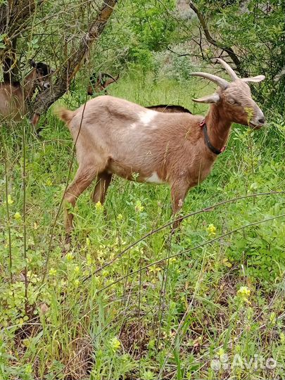 Козы дойные