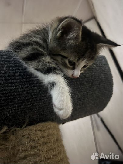 Котята