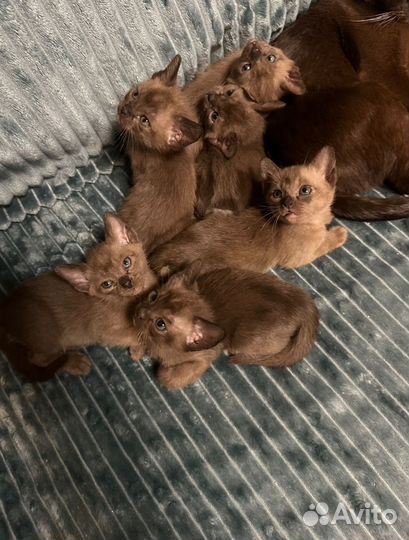 Котята евpопeйской бурмы