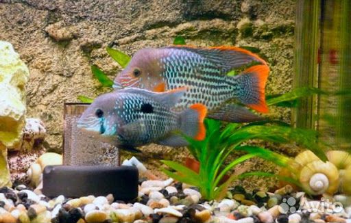 Мальки бирюзовой акары