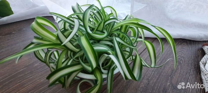 Хлорофитум кудрявый