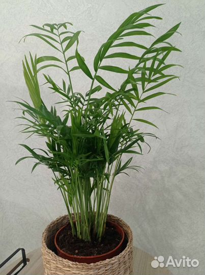Пальма хамедорея (Бамбуковая пальма)
