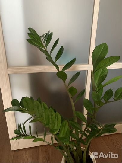 Комнатные растения цветы большие псков