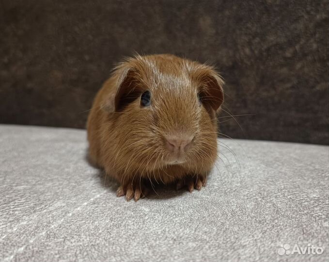 Морская свинка английский селф