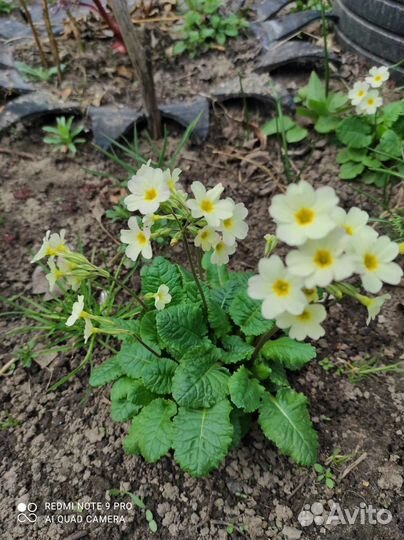 Примула, Хоста