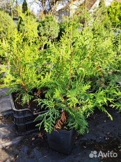 Туя Брабант