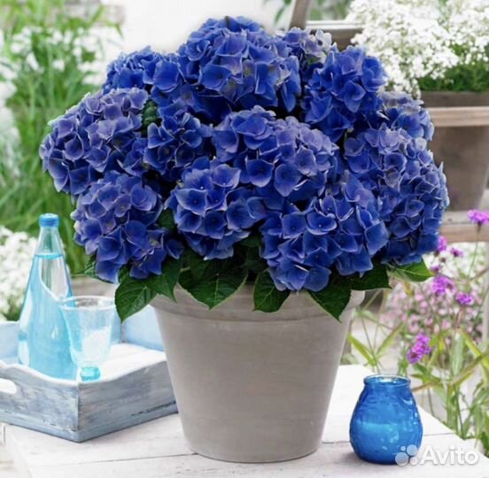 Гортензия крупнолистная Boogie Woogie Blue