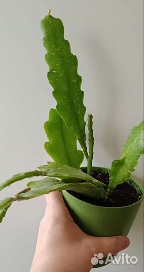 Эпифиллум Бевертайл (Epiphyllum Beavertail)