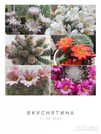 Кактус