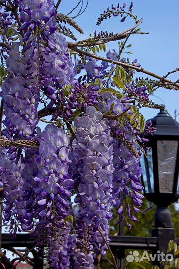 Глициния из семян