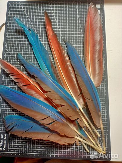 Перья разных птиц