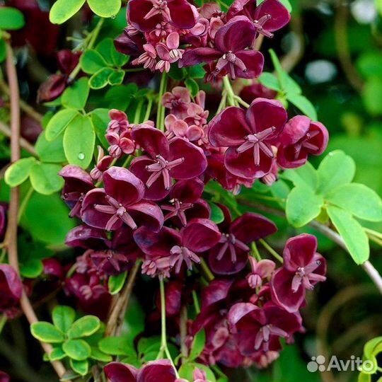 Акебия пятерная Шоколадная лиана (Akebia quinata)