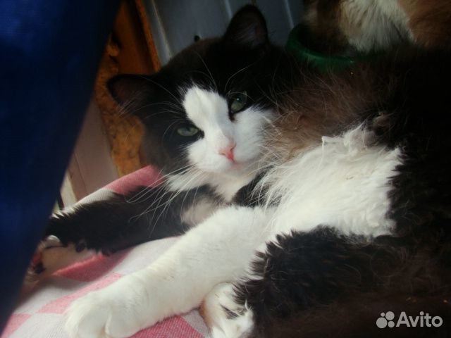 Отдам в добрые руки