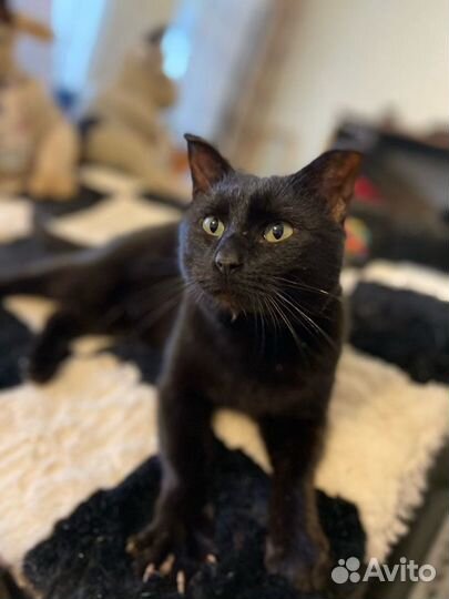 Танцующий Джимми