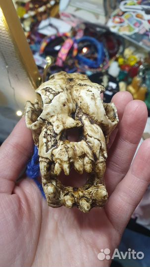 Череп бульдога