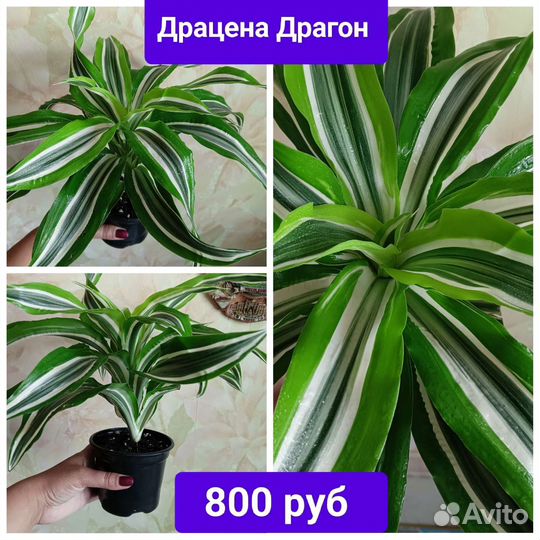 Комнатные цветы