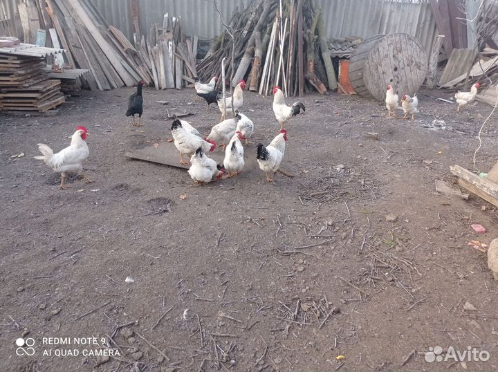 Птица домашняя на мясо