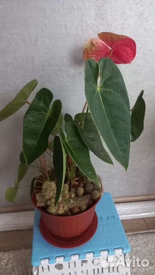 Антуриум (Мужское счастье)