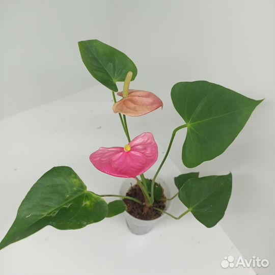 Розовый Антуриум сорт Свит Дримс