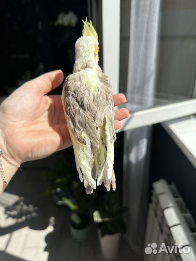 Попугай корелла птенец