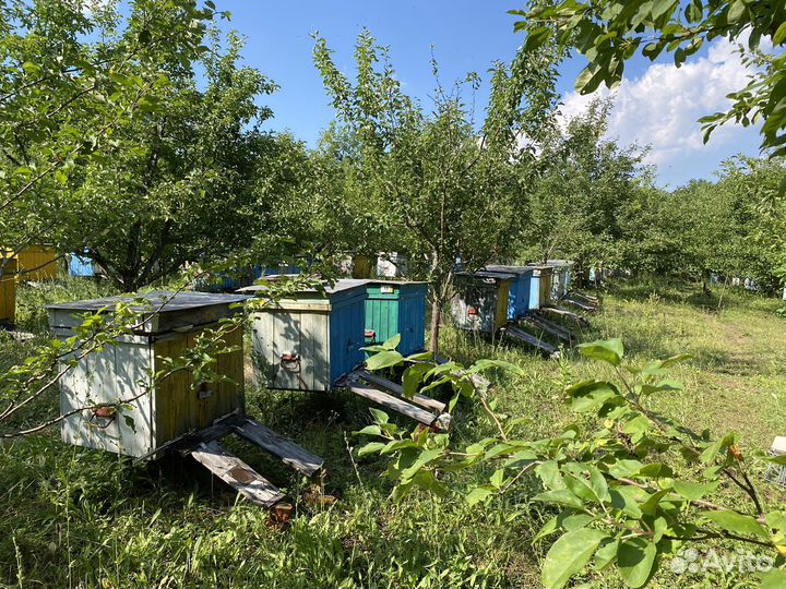 Продам мед подсолнечника