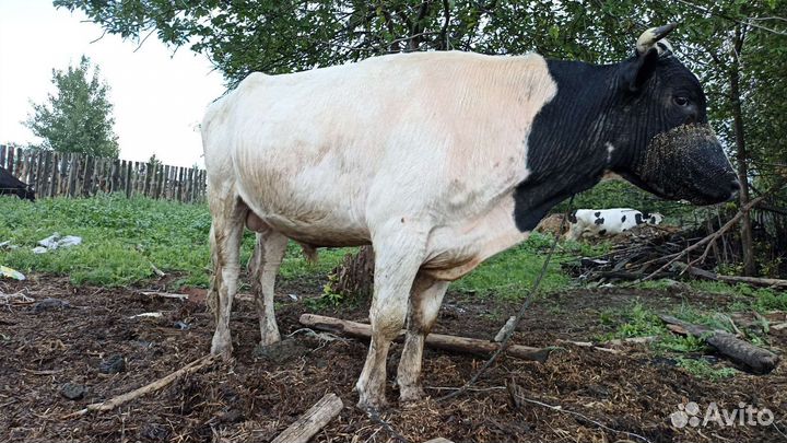 Бык, корова