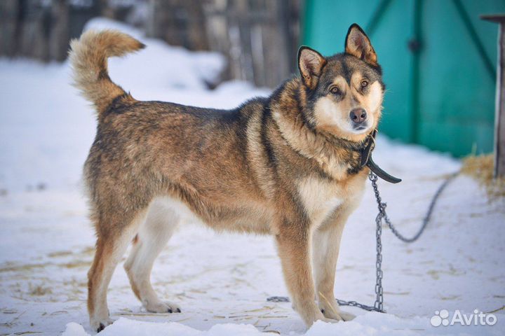 Баффи ищет добрые руки