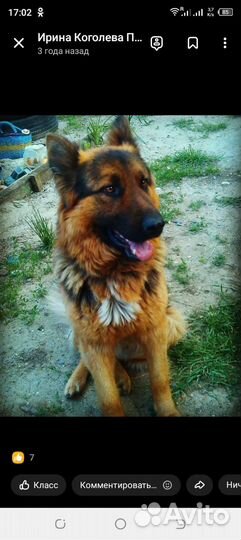 Немецкая овчарка