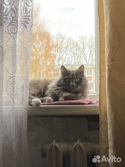 Кошка бобтейл