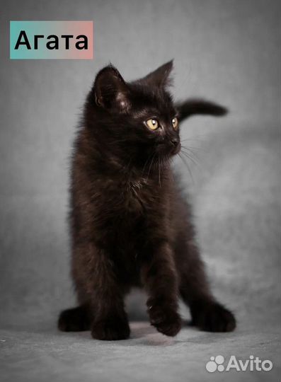 Маленькие котята — метисы британской породы в дар