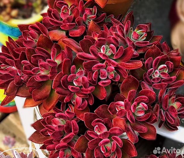 Яркие Суккуленты, Корея. Часть 2