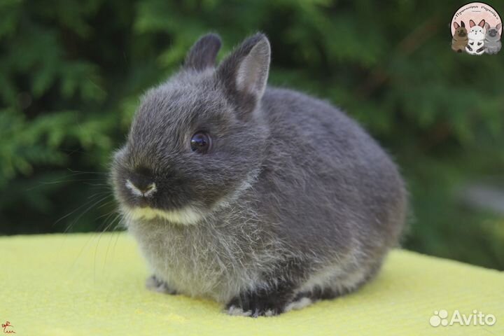 Нидерландский карликовый крольчонок мардер