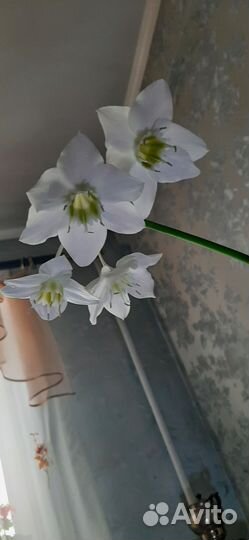 Эухарис амазонская лилия