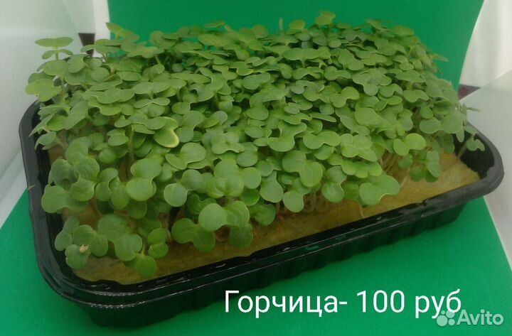 Микрозелень